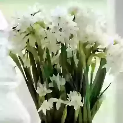 Paperwhite Grandiflora Ziva